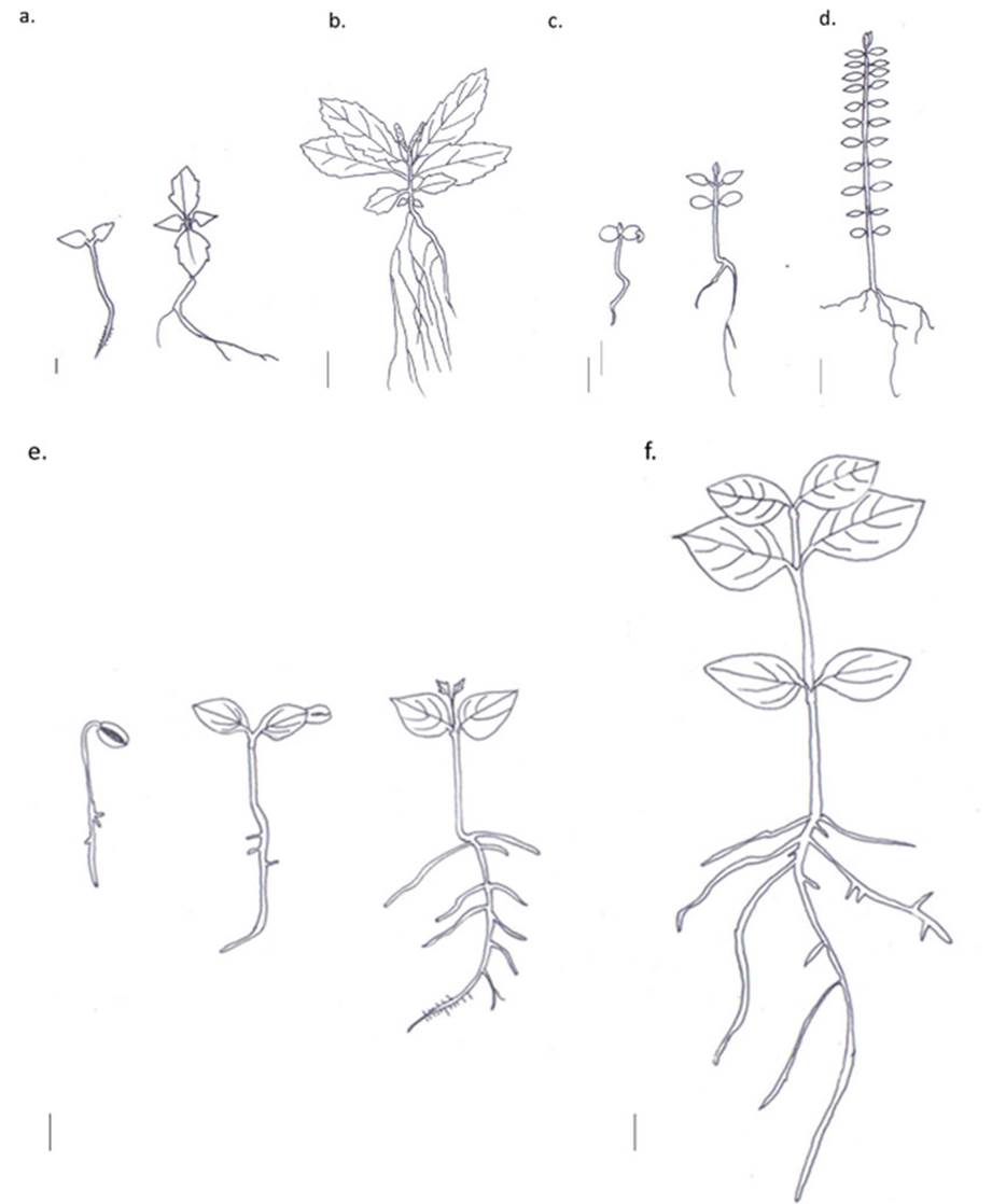 Plántulas y plantas juveniles luego de tres meses de siembra: a) Plántula de B. bullata, barra escala de 1 mm; b) planta juvenil de B. bullata, barra escala de 1 cm; c) plántulas de C. ruscifolia; d) planta juvenil de C. ruscifolia, barra escala de 1 cm; e) plántula de V. triphyllum, barra escala de 1 cm; f) planta juvenil de V. triphyllum, barra escala de 1 cm