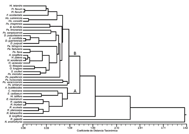 Fenograma que muestra 2 grupos con base en los caracteres de la madera (A: tipo I y B: tipo II) para las 42 especies de Rubiaceae estudiadas.