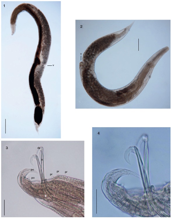 Nematodes from 
						Trachycephalus typhonius. 1. 
						Rhabdias  cf
						. elegans, hermaphrodite gravid specimen. Scale bar= 500 μm. 2. 
						Aplectana hylambatis, female, entire worm. Scale bar= 200 μm. 3. 
						Aplectana hylambatis, male, posterior extremity. Scale bar= 50 μm. 4. 
						Aplectana hylambatis, male, enlarged view of the distal articulation of spicules. Scale bar= 50 μm. Abbreviations: da, distal articulation of the spicules; g, gubernaculum; po, postcloacal papillae; pr, precloacal papillae; s, spicules; v, vulva.
					