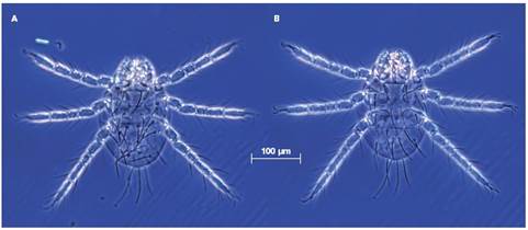 
								Dinothrombium oparbellae, aspecto general vista dorsal (A) y ventral (B) respectivamente.
							