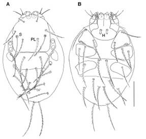 
								Dinothrombium oparbellae. A, vista dorsal, sedas PL y sensilas (S); B, vista ventral, sedas hipostomales (H). Escala igual a 50 μm.
							