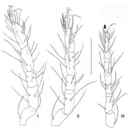 Patas I, II y III de 
								D. 
								oparbellae. Uña interna del tarso III reducida (flecha). Escala igual a 50 μm.
							