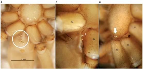 A-C. Sitios de fijación de las larvas de 
								D. 
								oparbellae  (círculo y flecha) en diferentes individuos de 
								Syspira longipes.
							