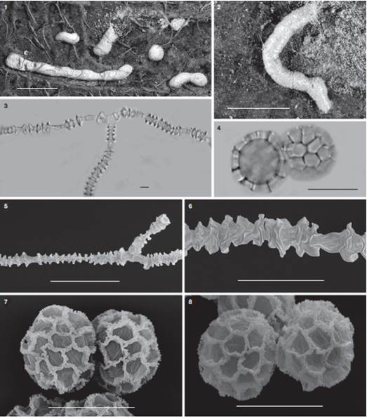 Cornuvia serpula.1, Sporocarps and plasmodiocarps. Bar= 1 mm (Estrada-Torres 11312); 2, plasmodiocarp. Bar= 1 mm (Rodr&iacute;guez-Palma 2972); 3, threads of the capillitium as viewed with light microscopy. Bar= 5 μm (Estrada-Torres-11312); 4, spores as viewed with light microscopy. Bar= 10 μm. (Rodr&iacute;guez-Palma-2972); 5-6, capillitium as viewed by SEM. 
							Fig. 5 Bar= 20 μm, 
							Fig. 6 Bar= 10 μm (Estrada-Torres-11312); 7-8, spores as viewed by SEM. Bars= 10 μm (Estrada-Torres-11312).
						