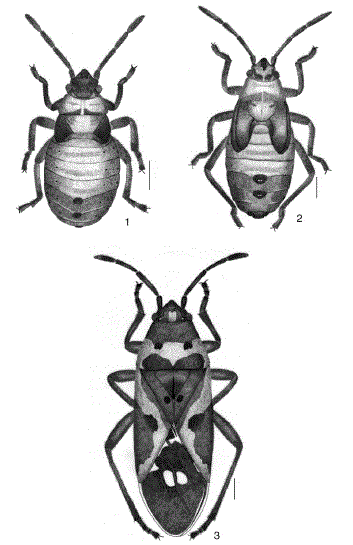 Lygaeus kalmii kalmii. 1, cuarto estadio; 2, quinto estadio; 3,adulto.