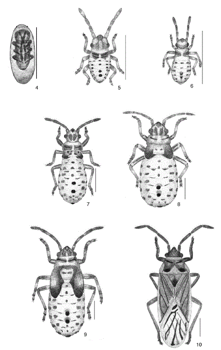 Melacoryphus nigrinervis. 4, vista dorsal del huevo; 5, primer estadio; 6, segundo estadio; 7, tercer estadio; 8, cuarto estadio; 9, quinto estadio; 10, adulto.