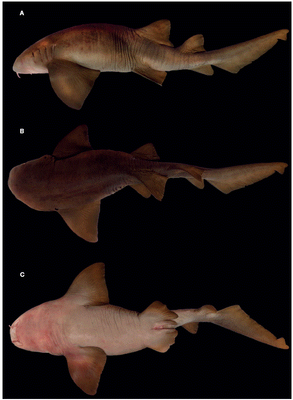 
							Ginglymostoma unami  sp. nov., holotipo macho (CNPE-IBUNAM 18850, 155.7 cm LT): A, vista lateral; B, vista dorsal; C, vista ventral.
						