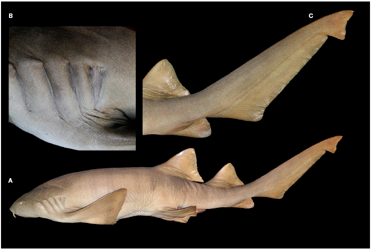 
							Ginglymostoma unami  sp. nov., paratipo macho (UCR 3011-01, 207.5 cm LT): A, vista lateral; B, acercamiento regi&oacute;n branquial; C, acercamiento regi&oacute;n caudal.
						