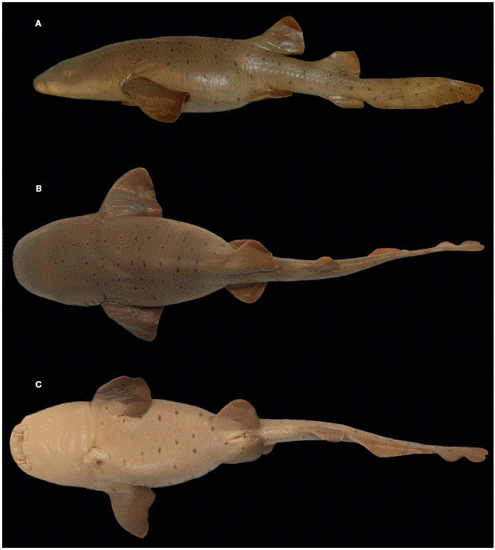 
							Ginglymostoma unami  sp. nov., paratipo embri&oacute;n hembra (CPFES-I-155, 26.6 cm LT): A, vista lateral; B, vista dorsal; C, vista ventral.
						