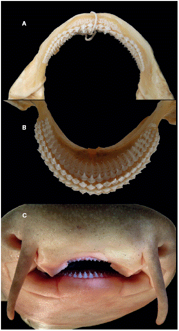 Dientes de 
							Ginglymostoma unami  sp. nov.: A, mand&iacute;bula superior; B, mand&iacute;bula inferior; C, vista frontal y acercamiento a los dientes frontales en el Holotipo.
						