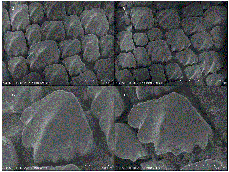 Dent&iacute;culos d&eacute;rmicos de 
							Ginglymostoma unami  sp. nov.: holotipo CNPE-IBUNAM 18850; A, escala 1 mm; B, escala 2 mm y C y D, escala 5 μm.
						