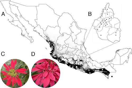Recolectas de plantas silvestres y cultivadas de Euphorbia pulcherrima (E. pulcherrima) analizadas en este estudio. A, recolectas de poblaciones silvestres ubicadas sobre la distribución potencial de E. pulcherrima (Trejo et al., 2012); B, recolectas de plantas ubicadas en el Distrito Federal; C, fenotipo de inflorescencia de planta silvestre nombrada como "simple"; D, fenotipo de inflorescencia de planta cultivada nombrada como "doble".