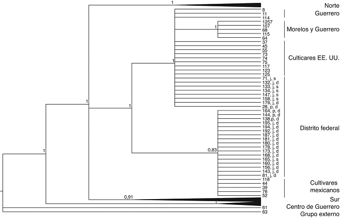 Cladograma de consenso de mayoría al 50% bayesiano basado en los fragmentos de cloroplasto psbA-trnH y trnG-trnS (1.554pb; K81uf+G). Las probabilidades posteriores se muestran sobre las ramas. J: planta de jardín; p: planta de parque; s: inflorescencia simple; d: inflorescencia doble.