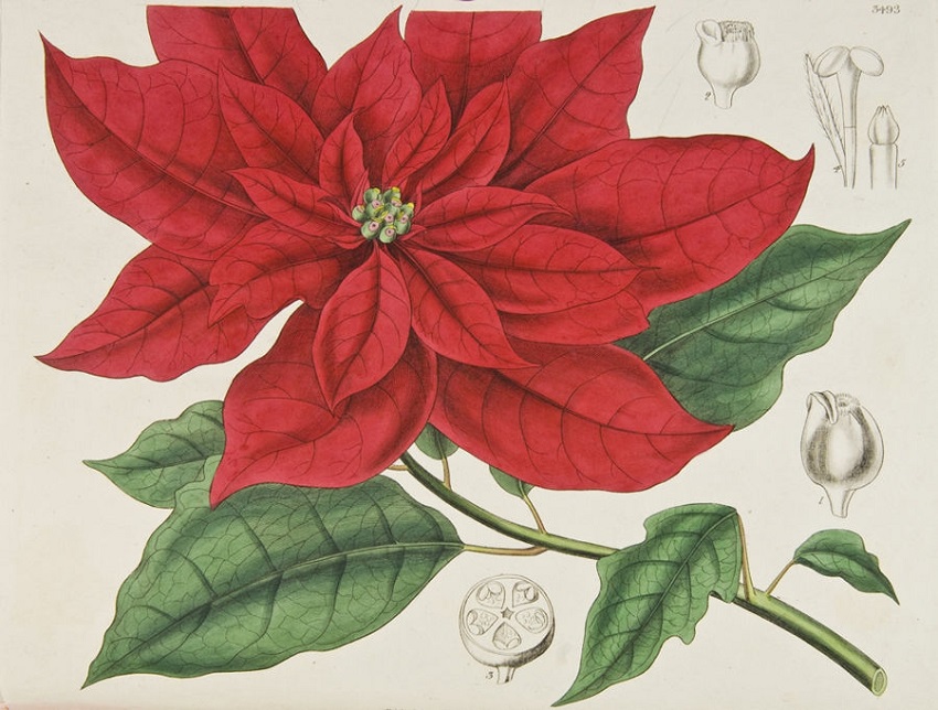 Ilustración botánica de nochebuena descrita como Poinsettia pulcherrima en Graham (1836b).