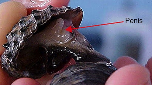 Male characteristics in P. pansa.