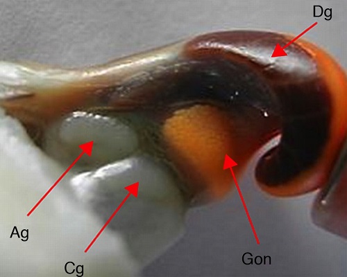 Female anatomy of P. pansa in ventral view. Dg: digestive gland, Ag: albumen gland, Cg: capsule gland, Gon: gonad.