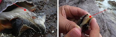 (A) Imposexed female of P. pansa from Ocaso; (B) imposexed female of P. pansa from Olas Altas. Pseudopenis or imposex are marked with an arrow.