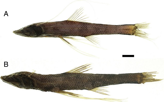 Bathypterois ventralis, 110.3mm in SL (UCR 2199-001; A) and 128.3mm in SL (UCR 2290-03; B), caught off Costa Rica (10°40′38.77″N, 86°30′30.48″W and 9°27′3.02″N, 85°6′33.44″W, respectively). Scale bar: 10mm.