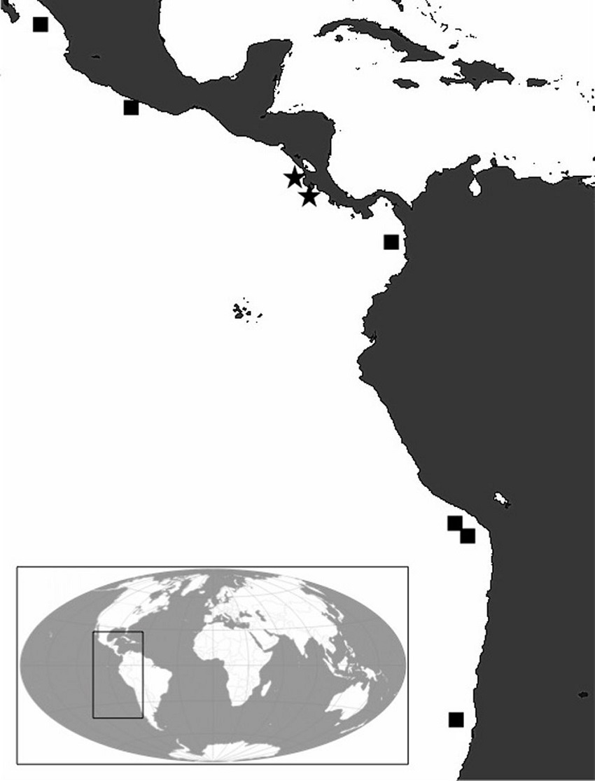 Records of Bathypterois ventralis in the Eastern Pacific Ocean; stars=the present records (UCR 2199-001 and UCR 2290-03), squares=previous literature and museum records. Adapted from http://www.gbif.org.