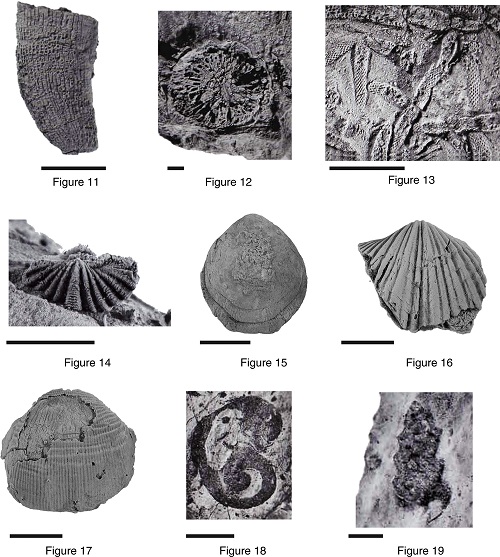 (11-12) Lophophyllidium sp, longitudinal (11) and transversal (12) views; (13) Thhamniscus sp.; (14) Reticulariina sp.; (15) Dielasma sp.; (16) Anthacospirifer sp.; (17) Antiquatonia sp.; (18) Straparollus (Euomphalus) sp.; (19) Donaldina cf. D. robusta (Stevens, 1858).