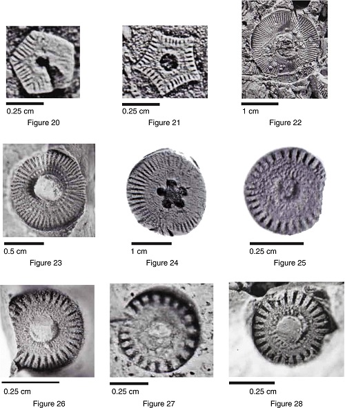 (20) Pentagonopternix insculptus Moore & Jefords, 1968; (21) Pentaridica simplicis Moore & Jeffords, 1968; (22) Cyclocaudex sp.; (23) Mooreanteris waylandensis Moore & Jefords, 1968; (24) Lamprosterigma mirificum Moore & Jefords, 1968; (25) Cyclocrista martini Moore & Jefords, 1968; (26) Preptopremnum rugosum Moore & Jefords, 1968; (27) Preptopremnum leave Moore & Jefords, 1968; (28) Heterostelechus keithi Moore & Jefords, 1968.