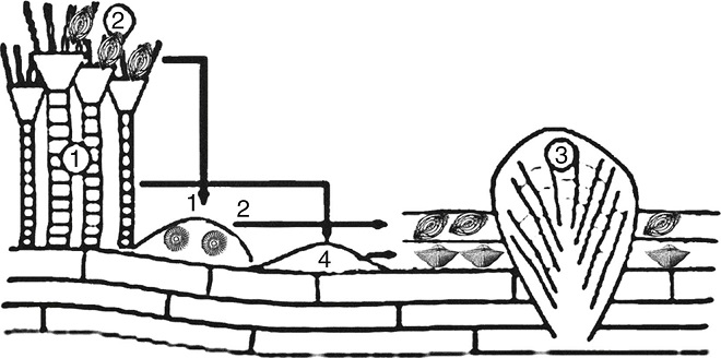 Reconstruction of biotopes of crinoids (1) fusulinids (2) and chaetetids (3).