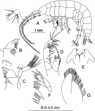 Cymadusa herrerae n. sp., female holotype: (A) lateral view of body; (B) right mandible; (C) left mandible; (D) maxilliped; (E) lower lip; (F) maxilla 1; (G) maxilla 2.
