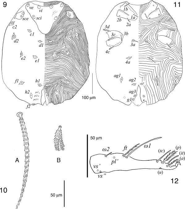 Hembra de Bertrandiella campanensis sp. nov.; 9, idiosoma en vista dorsal; 10A, seda idiosomal dorsal sce; 10B, seda ps2; 11, idiosoma en vista ventral; 12, tarso i en vista lateral.