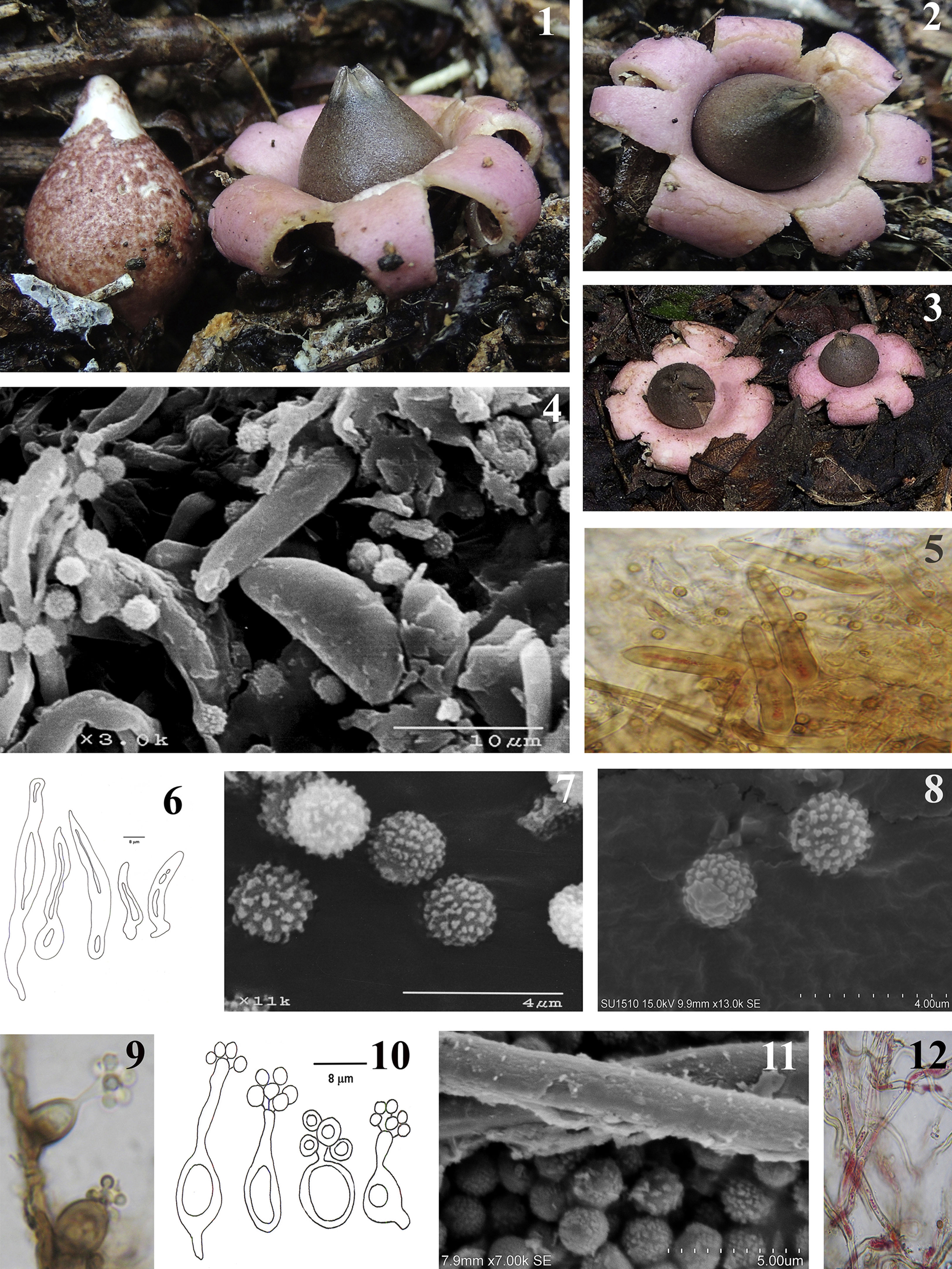 Geastrum violaceum. 1-3, Basidiomas (1-2, ejemplares de Jalisco, ×3; 3, ejemplares de San Luis Potosí, ×1); 4-6, Micoesclereidas del endoperidio (4, MEB; 5, MO ×1,000); 7-8, Basidiosporas (MEB); 9-10, Basidios (9, MO ×1,000); 11, superficie de la hifa del capilicio (MEB); 12, hifas de la capa micelial con contenido citoplásmico granuloso (MO ×670).