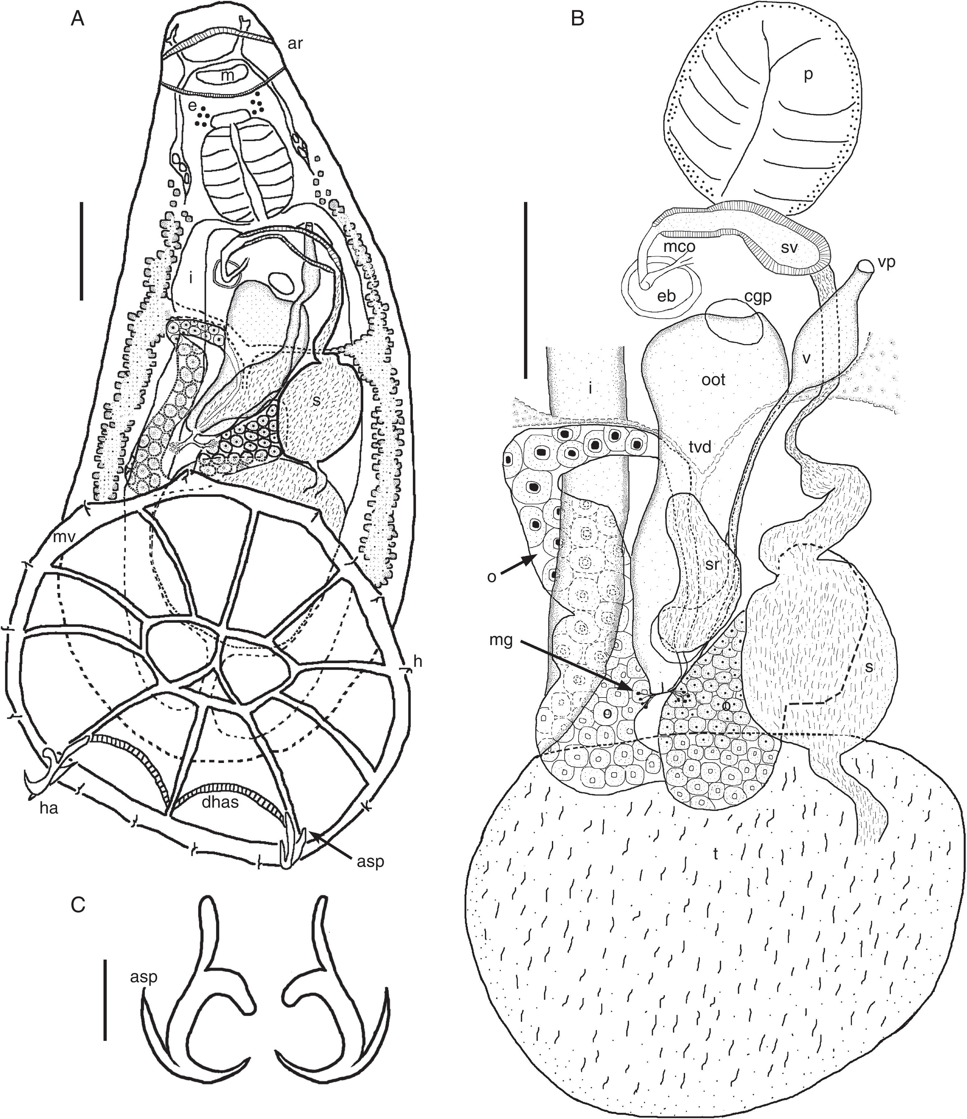 Line drawings of Denarycotyle gardneri n. gen., n. sp. (A) holotype, ventral view; (B) detailed view of male and female reproductive systems, ventral view (CNHE-9558); and (C) hamuli (r, right; l, left). Scale bars: A, B=50μm; C=20μm. Abbreviations: ar, anterior ridge; asp, accessory sclerotized piece; cgp, common gonopore; dhas, dorsal haptoral accessory structure; e, eyespots as dispersed pigment; eb, ejaculatory bulb; h, hooks; ha, hamulus; i, intestine; m, mouth; mco, male copulatory organ; mg, Mehlis’ gland; mv, marginal valve; o, ovary; oot, oötype; p, pharynx; s, spherical reservoir; sr, seminal receptacle; sv, seminal vesicle; t, testis; tvd, transverse vitelline duct; v, vagina; vp, vaginal pore.