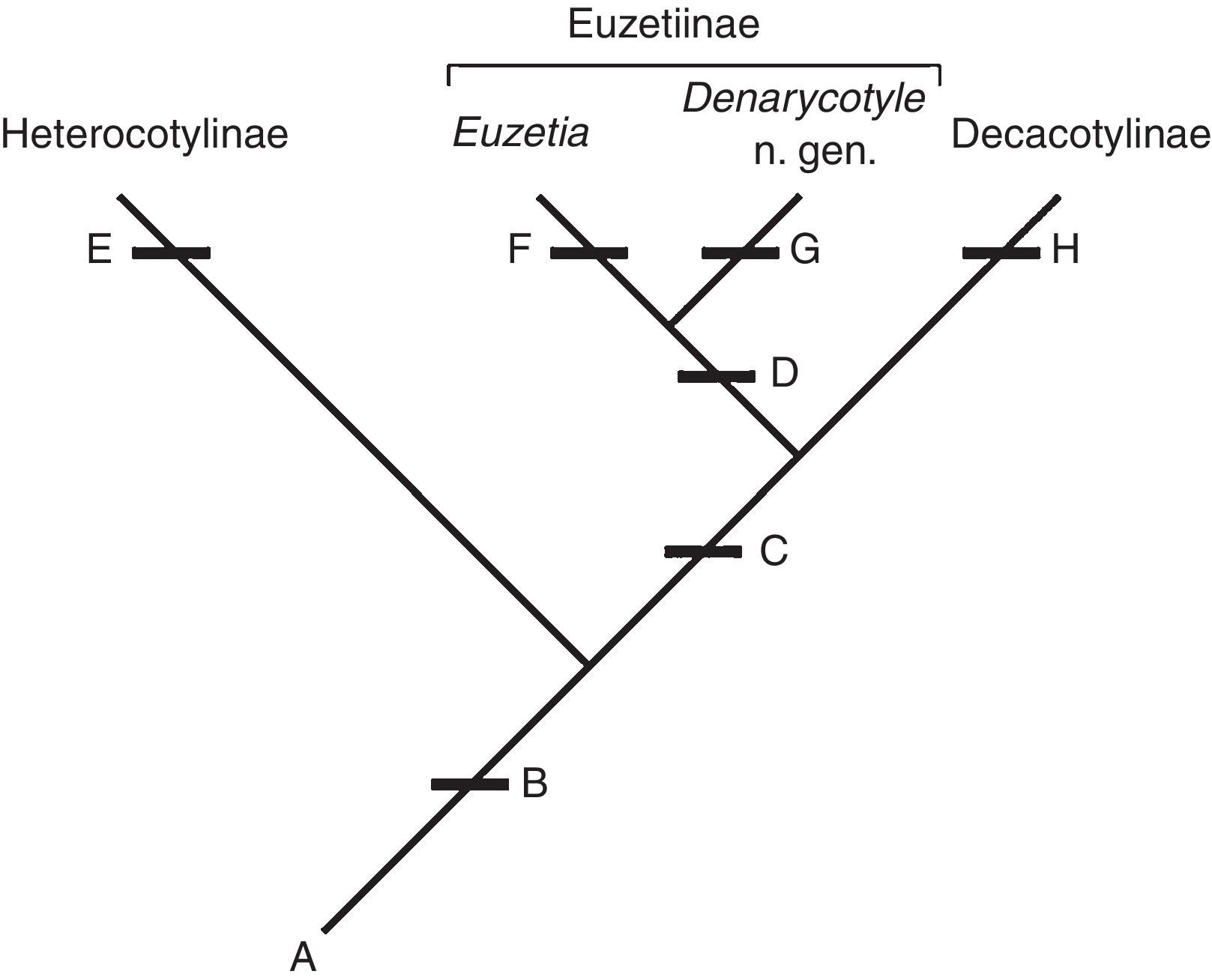Characters supporting the relationship between Heterocotylinae, Decacotylinae, and Euzetiinae, and assignment of Denarycotyle n. gen. to Euzetiinae: (A) characters plesiomorphic for these taxa as given in Chisholm et al. (1995); (B) presence of dorsal haptoral accessory structures (dhas); (C) 10 peripheral loculi; (D) additional loculus on each side of the central loculus; (E) seven to nine peripheral loculi and the presence of sclerotization of the dhas; (F) presence of internal chambers in the ejaculatory bulb and secondary absence of dhas; (G) additional loculi larger than the central loculus and the presence of an accessory structure each hamulus; and (H) secondary absence of sclerotization of the dhas.