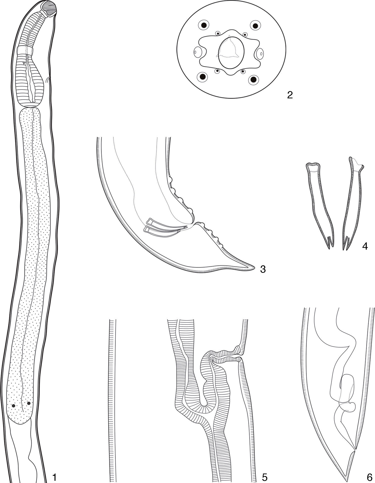 Incomplete diagrams of Procamallanus (Spirocamallanus) hilarii. (1), Anterior extremity of males. Scale bar=150μm; (2), en face view. Scale bar=50μm; (3), posterior extremity of males. Scale bar=50μm; (4), detail of the ventral view of the spicules. Scale bar=50μm; (5), vulvar region of females. Scale bar=100μm; (6), posterior extremity of a young female. Scale bar=150μm.