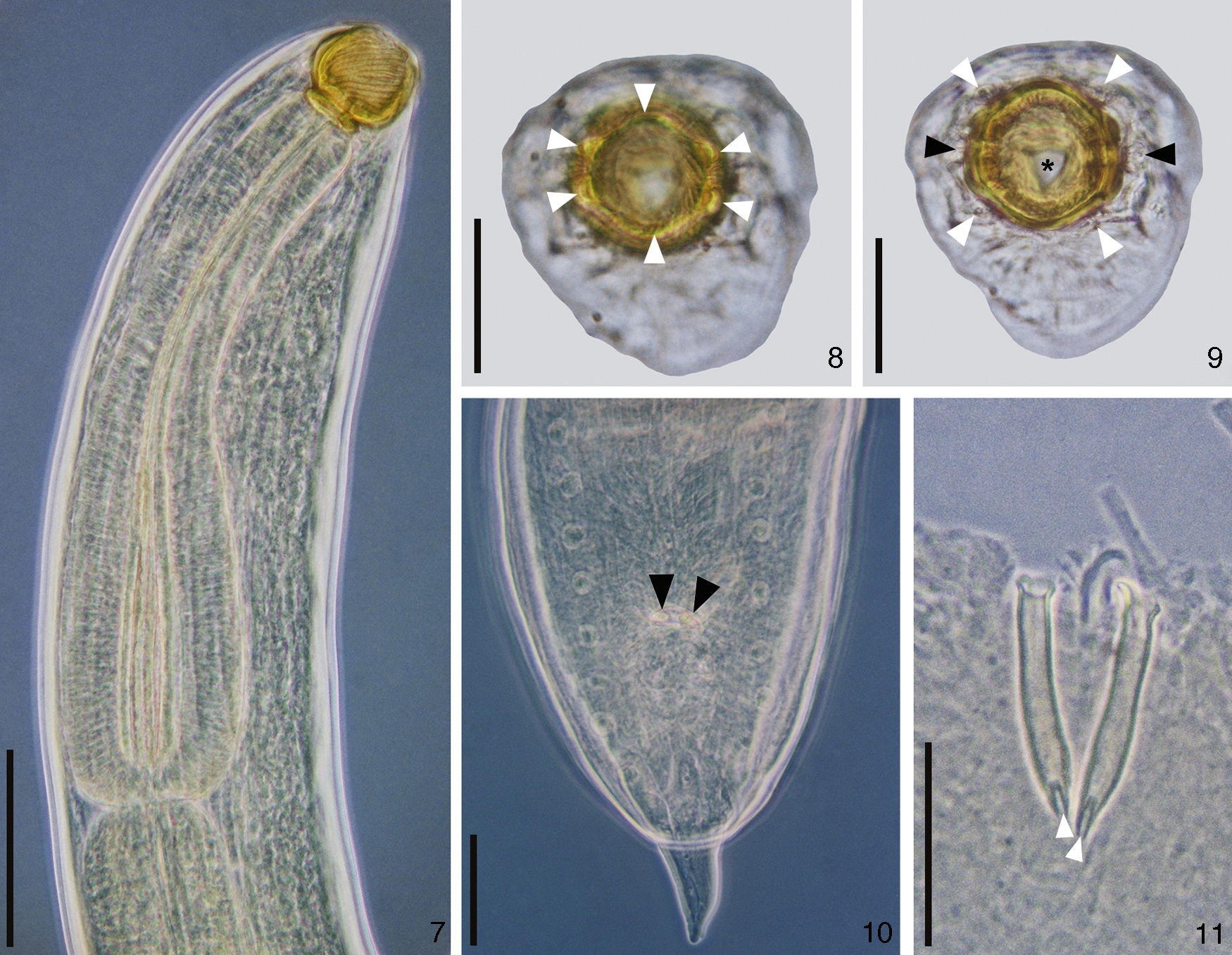 Photomicrographies of males of Procamallanus (Spirocamallanus) hilarii. (7), Anterior extremity in phase contrast. Scale bar=100μm; (8), en face view showing the 6 cuticular elevations (white arrow heads). Scale bar=50μm; (9), en face view showing the 4 outer papillae (white arrow heads), amphids (black arrow heads) and the end of the buccal capsule (asterisk). Scale bar=50μm; (10), posterior extremity showing the spicules (black arrow heads). Scale bar=50μm; (11), detail of the ventral view of the spicules showing the distal bifurcation (white arrow heads). Scale bar=50μm.