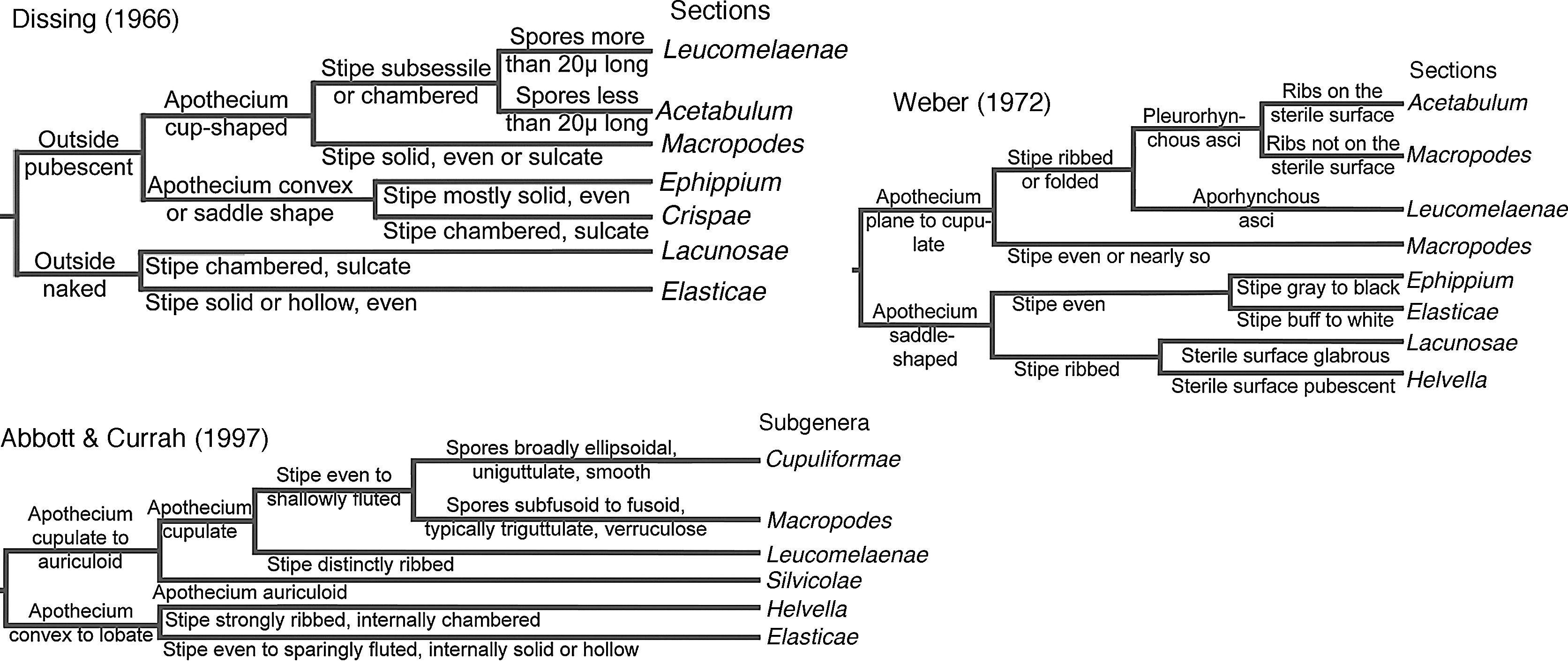 Traditional infrageneric classifications of 
							Helvella.
						