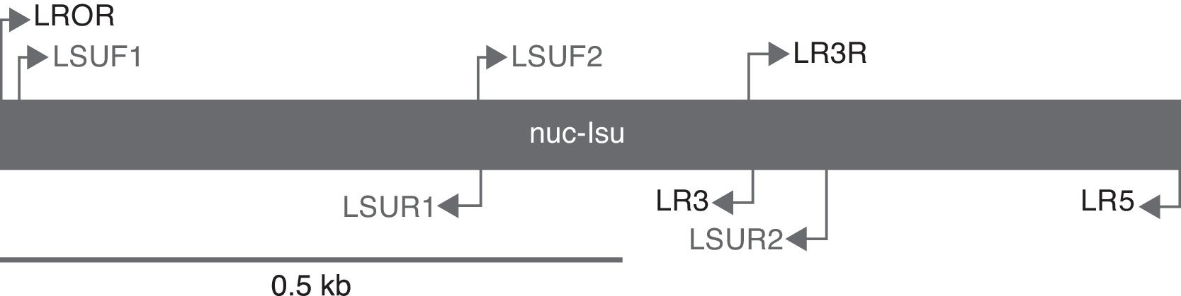 Location of the primers used in this work. Primers designed specifically for 
								Helvella are shaded gray.
							