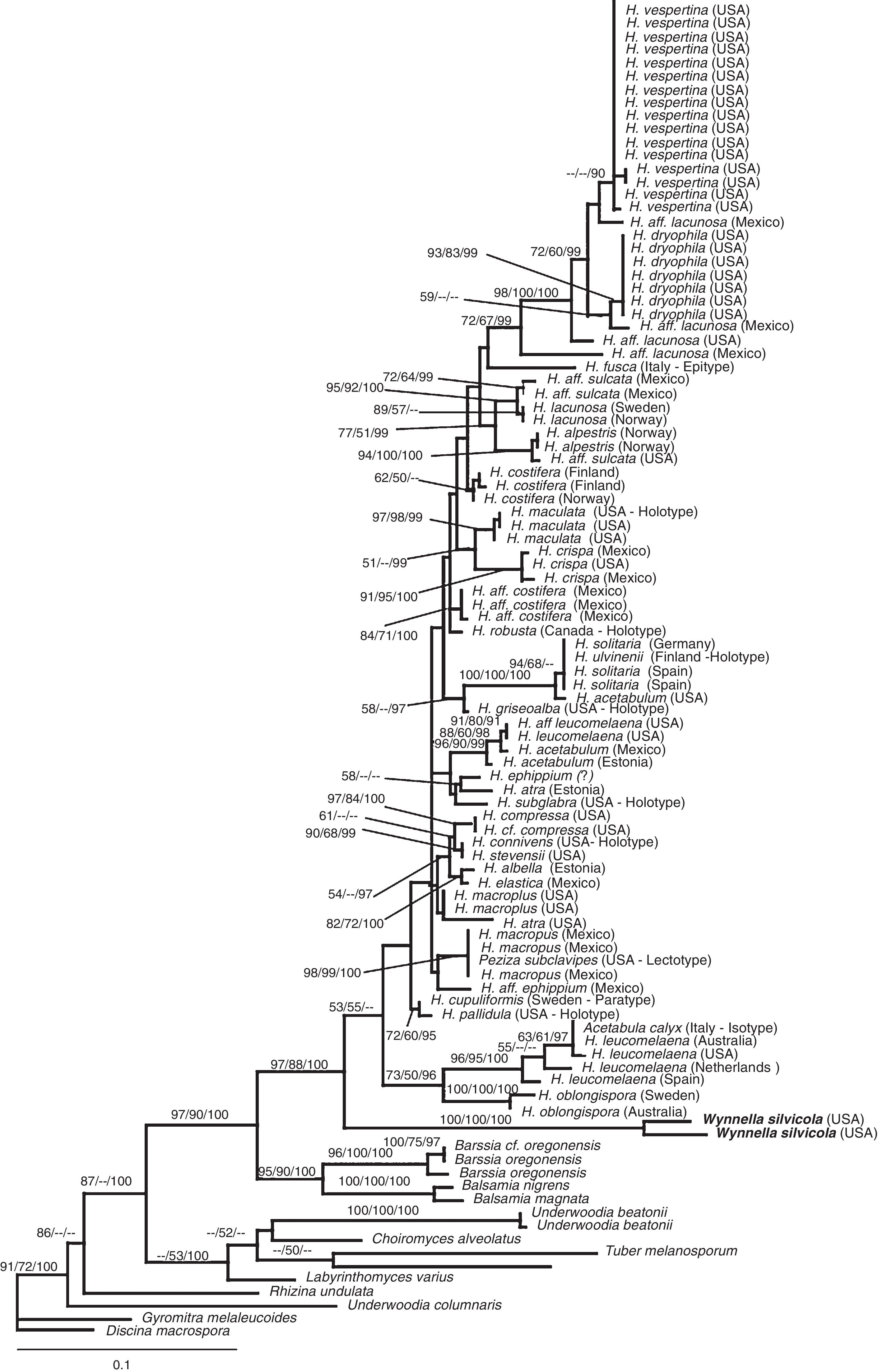 Phylogenetic position of Wynnella based on maximum parsimony analysis of large nuclear subunit rDNA sequences. Maximum likelihood bootstrap support (BML) and parsimony bootstrap support (BMP) >50%, and Bayesian posterior probability (PP) values >95% are given at the internodes (BML/BMP/PP).
