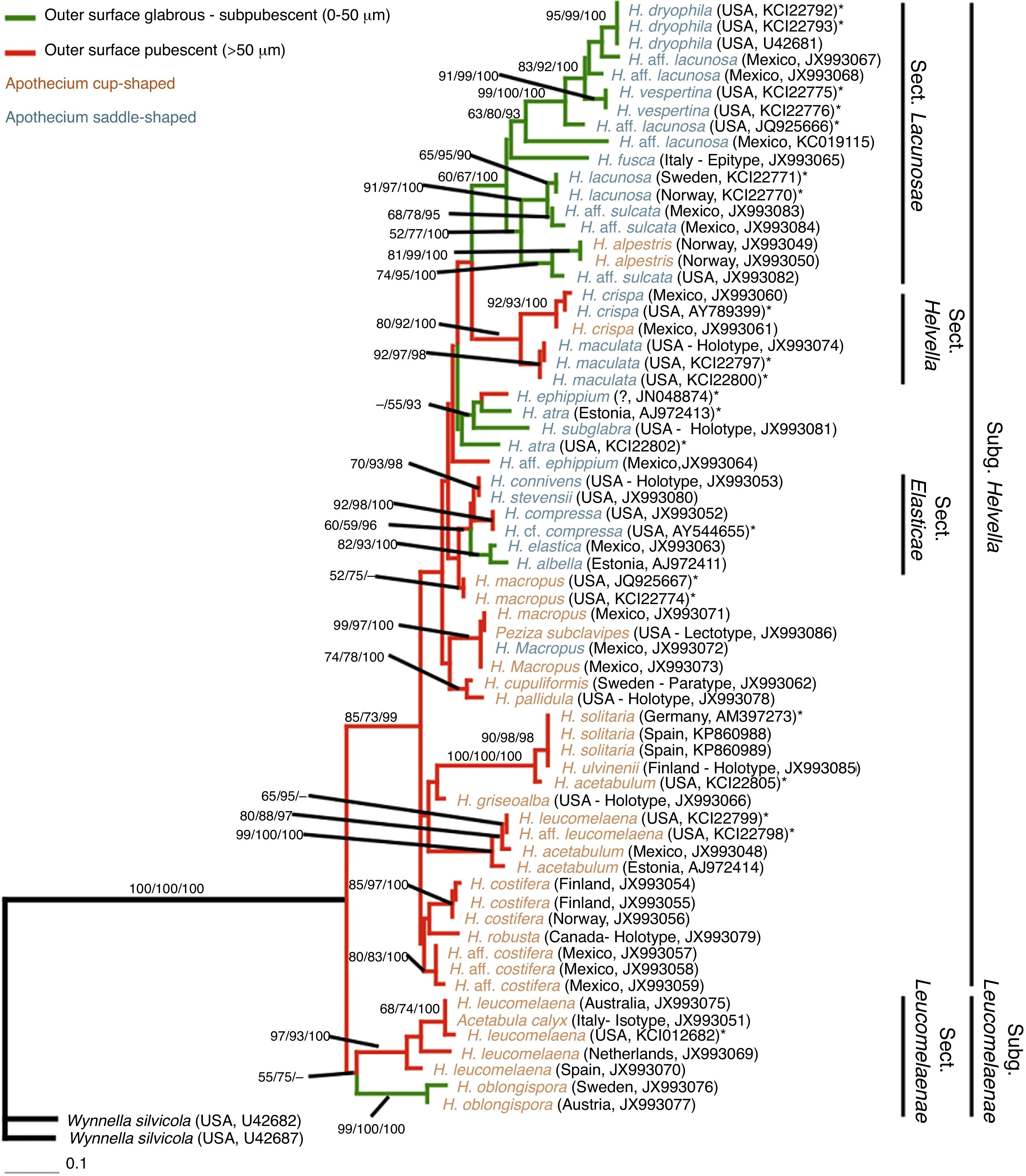 Phylogeny of Helvella generated from maximum likelihood analysis of large nuclear subunit rDNA sequences and morphological data. Maximum likelihood bootstrap support (BML), parsimony bootstrap support (BMP) >50%, and Bayesian posterior probability (PP) values >95% are given at the internodes (BML/BMP/PP). *Specimens not studied morphologically.