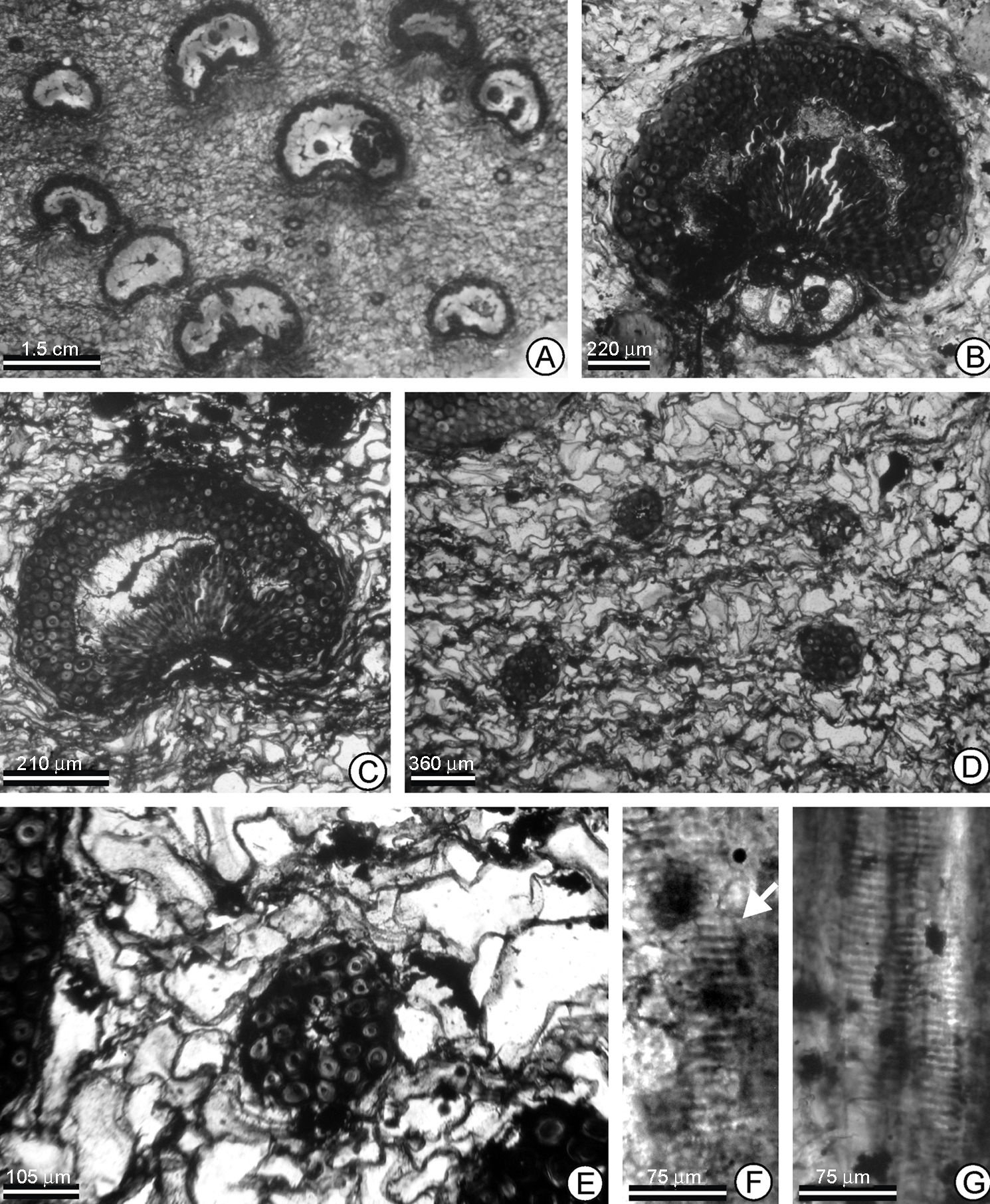 A-G. Descripci&oacute;n anat&oacute;mica de 
							Palmoxylon kikaapoa sp. nov. A, corte transversal (CT) haces vasculares orientados al azar, presenta 2 tipos de tama&ntilde;os; B, (CT) un haz vascular, mostrando 4 vasos del metaxilema; C, (CT) un haz vascular, mostrando 2 vasos del metaxilema; D, (CT) vista general del tejido fundamental con la presencia de fibras; E, (CT) detalle del tejido fundamental y un casquete de fibras; F, (CL) vaso con placa de perforaci&oacute;n escalariforme (flecha); G, (CL) 2 elementos de vaso con punteaduras opuestas a escalariformes.
						