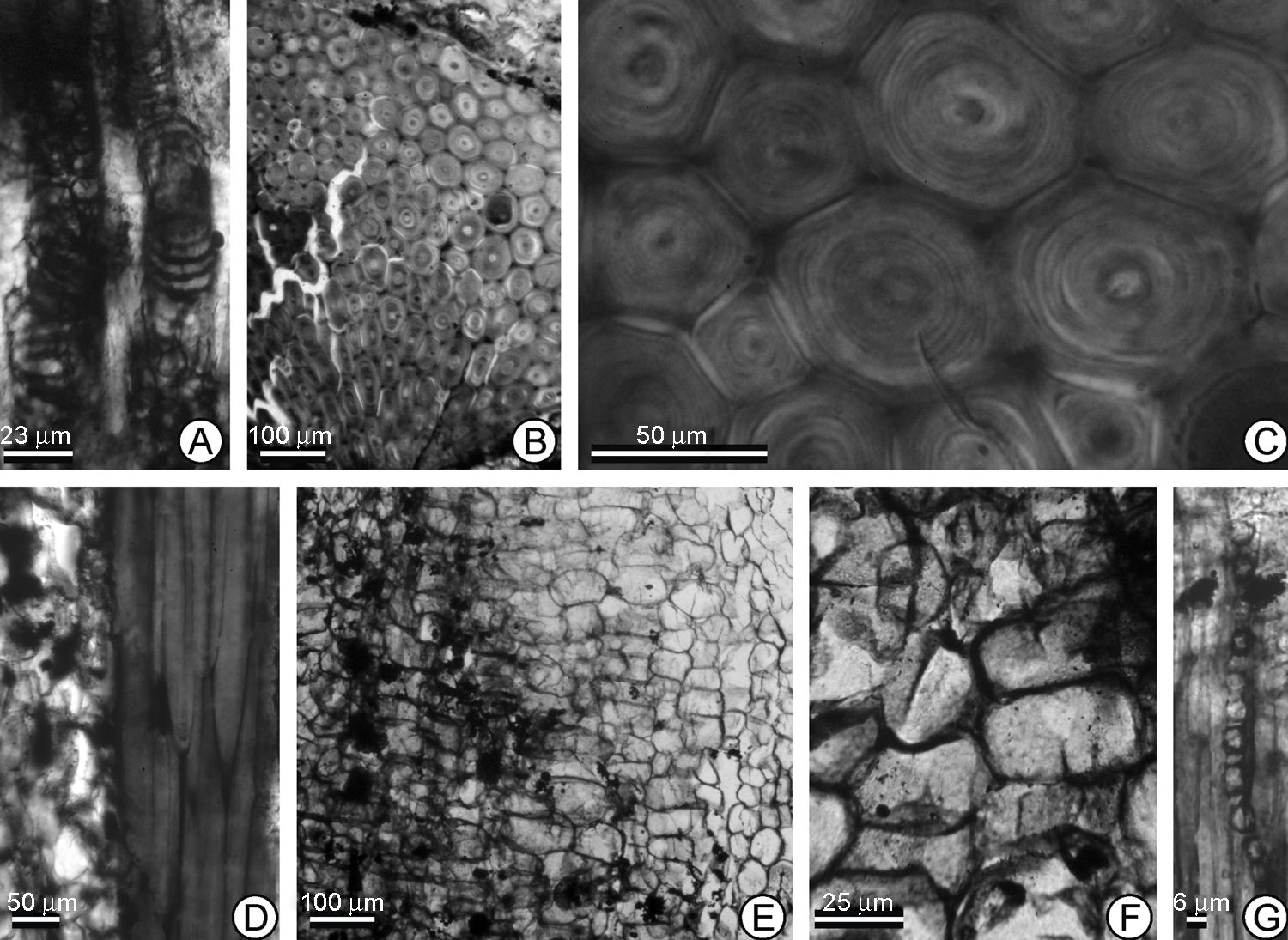 A-G. Descripci&oacute;n anat&oacute;mica de 
							Palmoxylon kikaapoa sp. nov. A, corte longitudinal (CL) engrosamiento anular de los vasos del protoxilema; B, corte transversal (CT) detalle de las c&eacute;lulas de las fibras de un haz fibrovascular; C, (CT) detalle de las fibras del haz fibrovascular, se observan los engrosamientos plurilaminados; D, (CL) detalle de las fibras que se encuentran en el tejido fundamental; E, (CL) c&eacute;lulas del tejido fundamental; F, (CL) detalle de las c&eacute;lulas isodiam&eacute;tricas del tejido fundamental; G, (CL) detalle de las estegmatas.
						