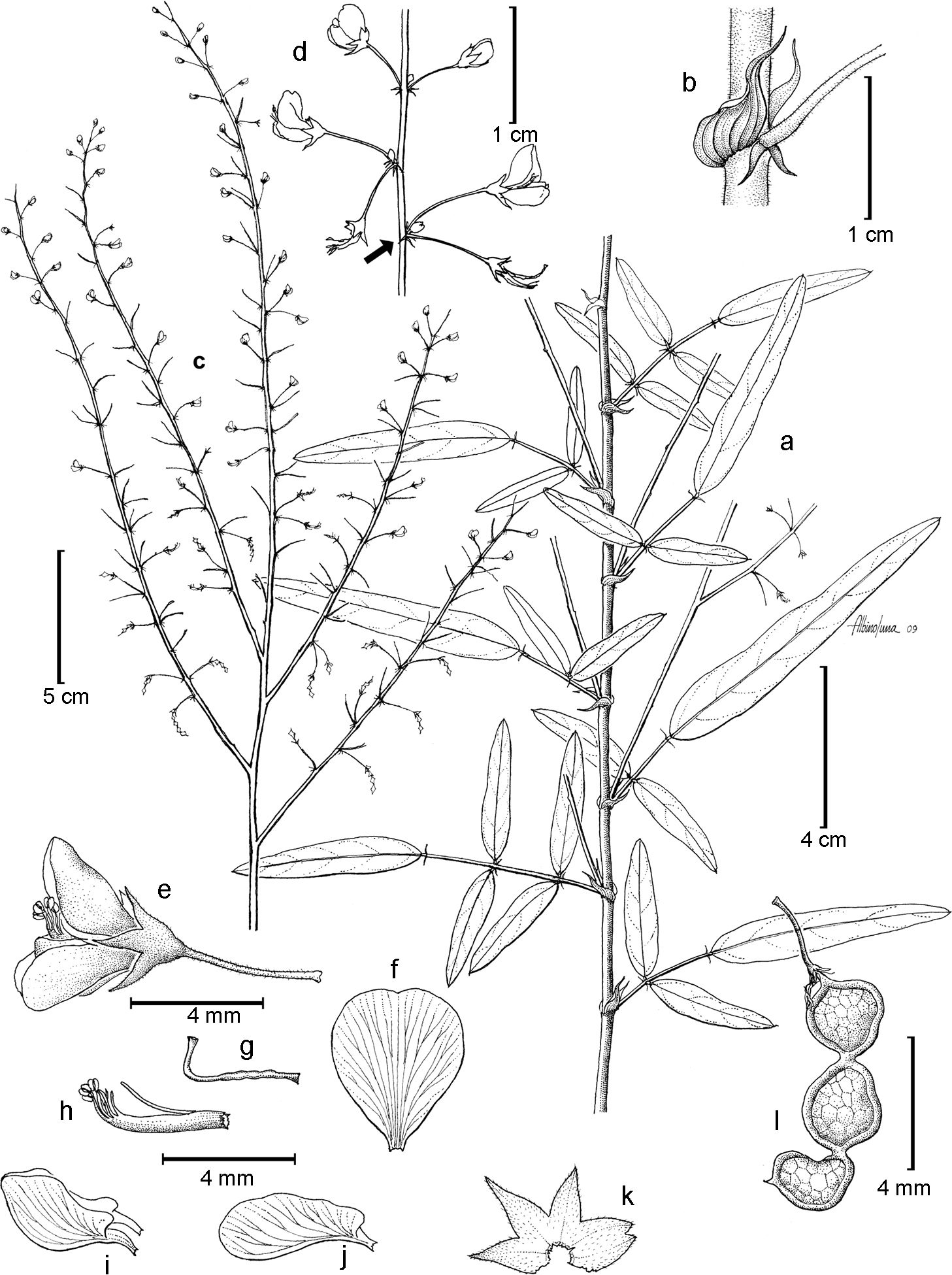 Desmodium raymundoramirezii L. Torres-Col&iacute;n y A. Delgado. a, porci&oacute;n del tallo, mostrando hojas con 3-5 fol&iacute;olos y raquis m&aacute;s largo que el pec&iacute;olo; b, nudo mostrando est&iacute;pulas y base del ped&uacute;nculo con br&aacute;cteas; c, racimo compuesto (paniculiforme); d, detalle de un racimo mostrando 3 nudos con unidades de 3 flores (una de ellas en bot&oacute;n); e, flor vista lateral; f, estandarte; g, gineceo; h, androceo monadelfo; i, quilla con u&ntilde;as y aur&iacute;culas basales de los p&eacute;talos; j, ala; k, c&aacute;liz; l, fruto inmaduro (dibujo hecho a partir del material tipo L. 
									Torres-Col&iacute;n 1225, MEXU).
								
