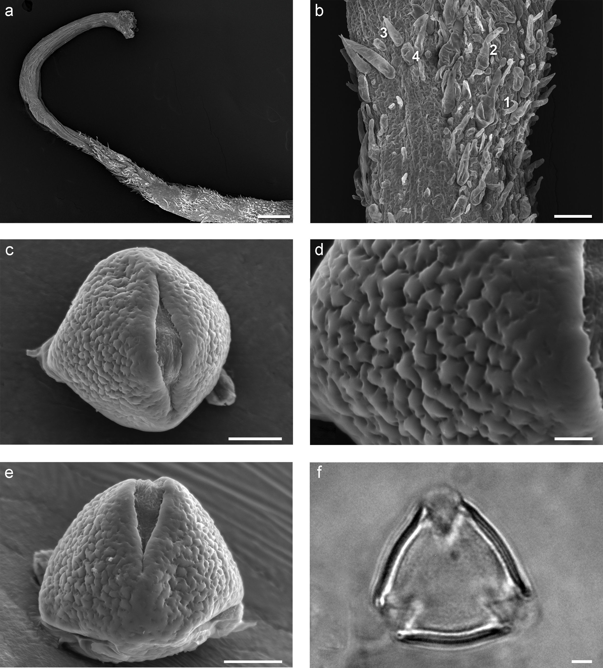 Microfotograf&iacute;as tomadas con el microscopio electr&oacute;nico de barrido (a-e) y con el microscopio &oacute;ptico (f) de 
									Desmodium raymundoramirezii L. Torres-Col&iacute;n y A. Delgado. a, gineceo con estilo delgado y estigma terminal; b, ovario con tricomas uncinados (1), obpiriformes (2), c&oacute;nicos (3) y vesicular claviformes (4); c, polen en vista ecuatorial; d, detalle de la ornamentaci&oacute;n en el mesocolpio; e, vista polar convexa; f, vista polar, detalle de la exina. En a, la escala=25μm y en b=50μm; en c y e, la escala=10μm; en d=2.5μm; en f=5μm (muestras tomadas del material tipo L. 
									Torres-Col&iacute;n 1225, MEXU).
								