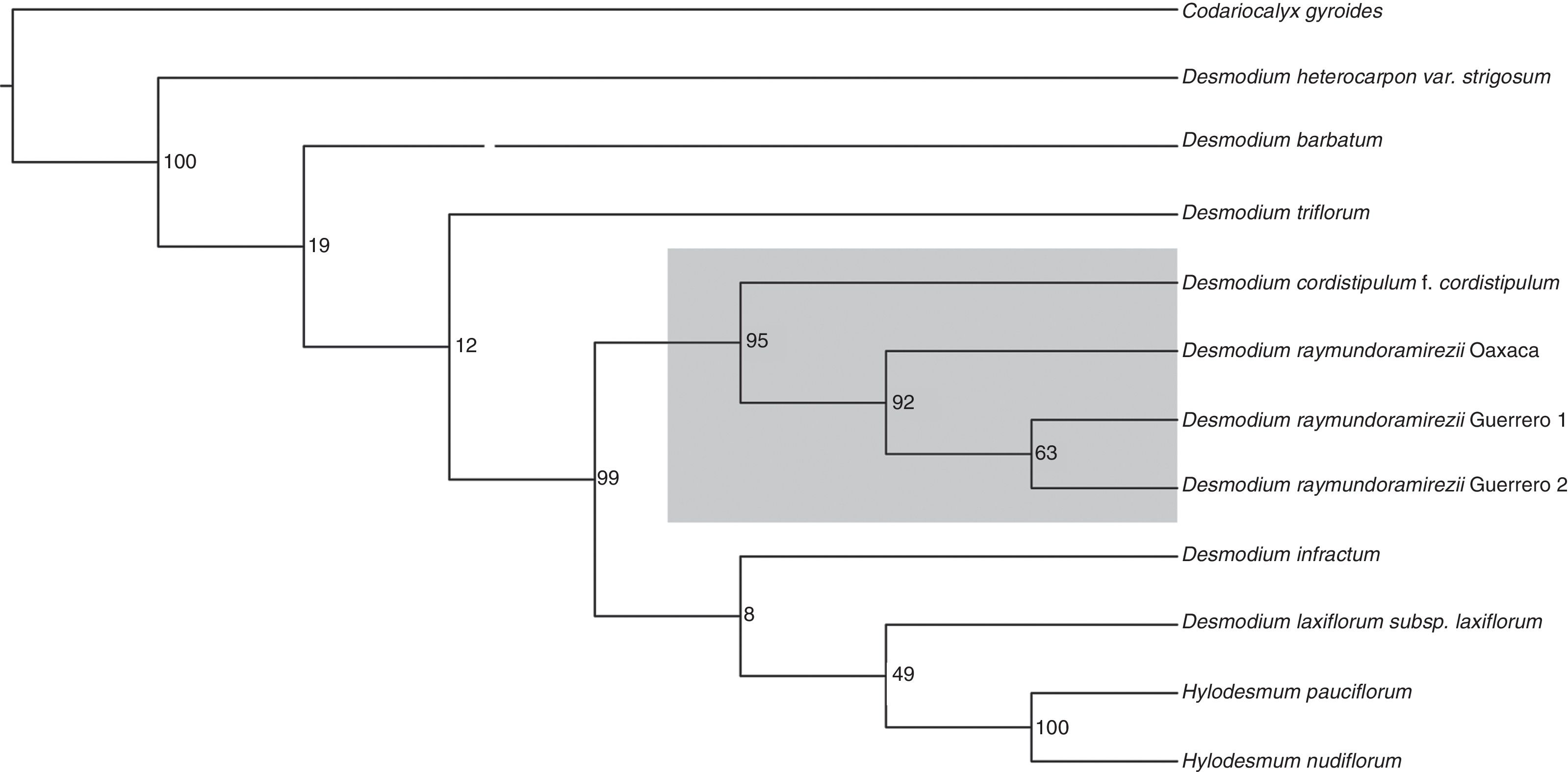 &Aacute;rbol de consenso estricto de las relaciones filogen&eacute;ticas de 
								Desmodium raymundoramirezii L. Torres-Col&iacute;n y A. Delgado y especies afines empleando la regi&oacute;n de los ITS, con una selecci&oacute;n ex profeso de taxa dada la diversidad del g&eacute;nero y taxa relacionados. El apoyo en bootstrap se muestra en la base de las ramas. El sombreado muestra las especies focales estudiadas.
							