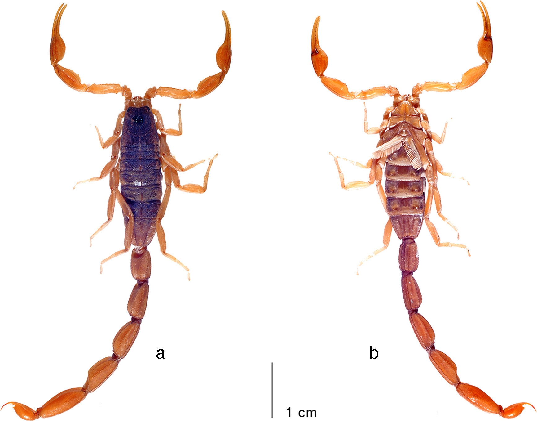 Average-sized adult male (topotype) of 
								Centruroides noxiusHoffmann, 1932, habitus: a, dorsal; b, ventral. Photo courtesy: František Kovař&iacute;k.
							