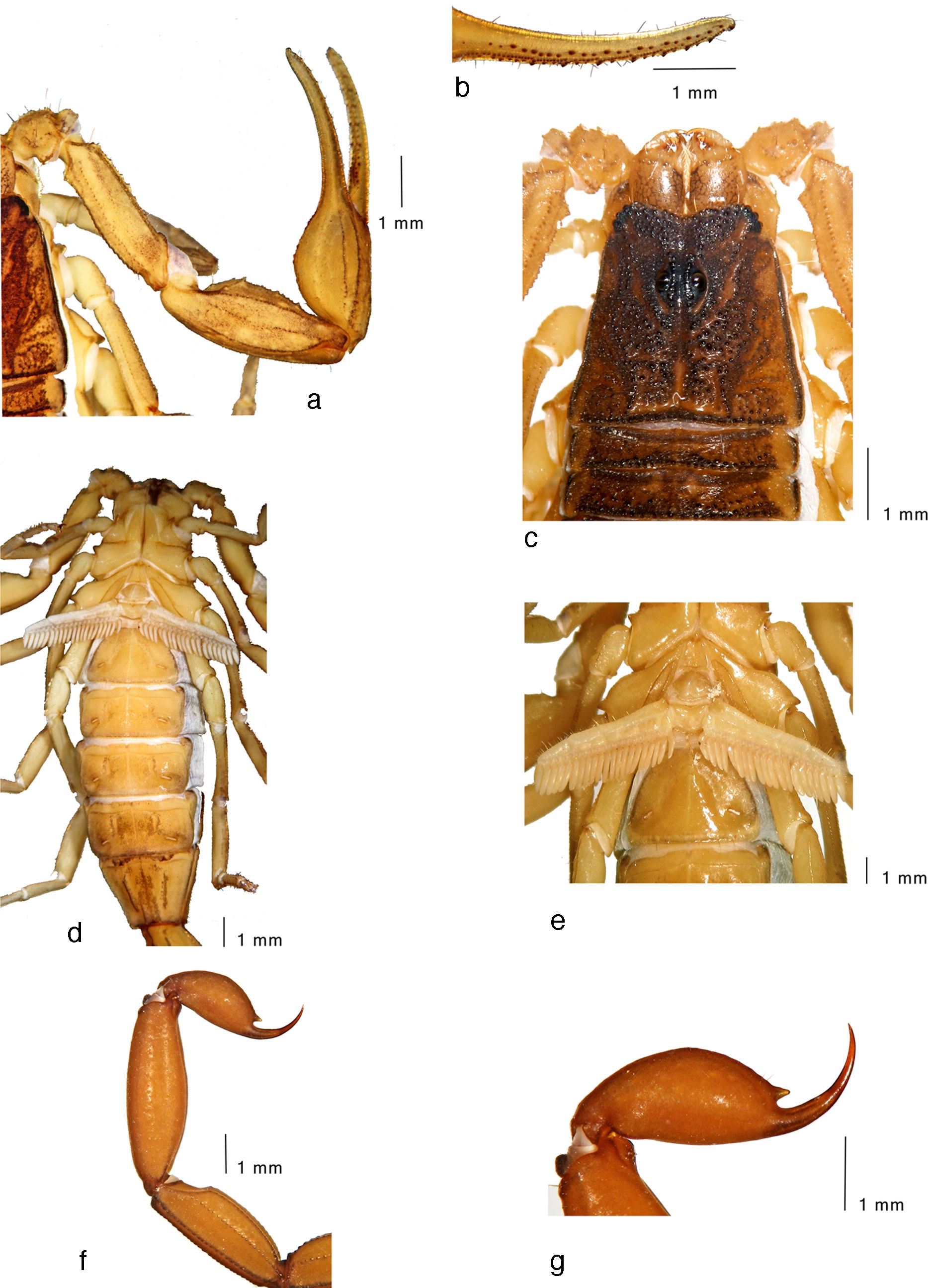 Average-sized adult male (topotype) of 
								Centruroides noxiusHoffmann, 1932: a, pedipalp, dorsal view; b, fixed finger, ventral view; c, carapace and tergites I&ndash;II; d, trunk, ventral view; e, sternopectinal region; f, metasomal segments IV&ndash;V and telson, lateral view; g, telson, lateral view.
							
