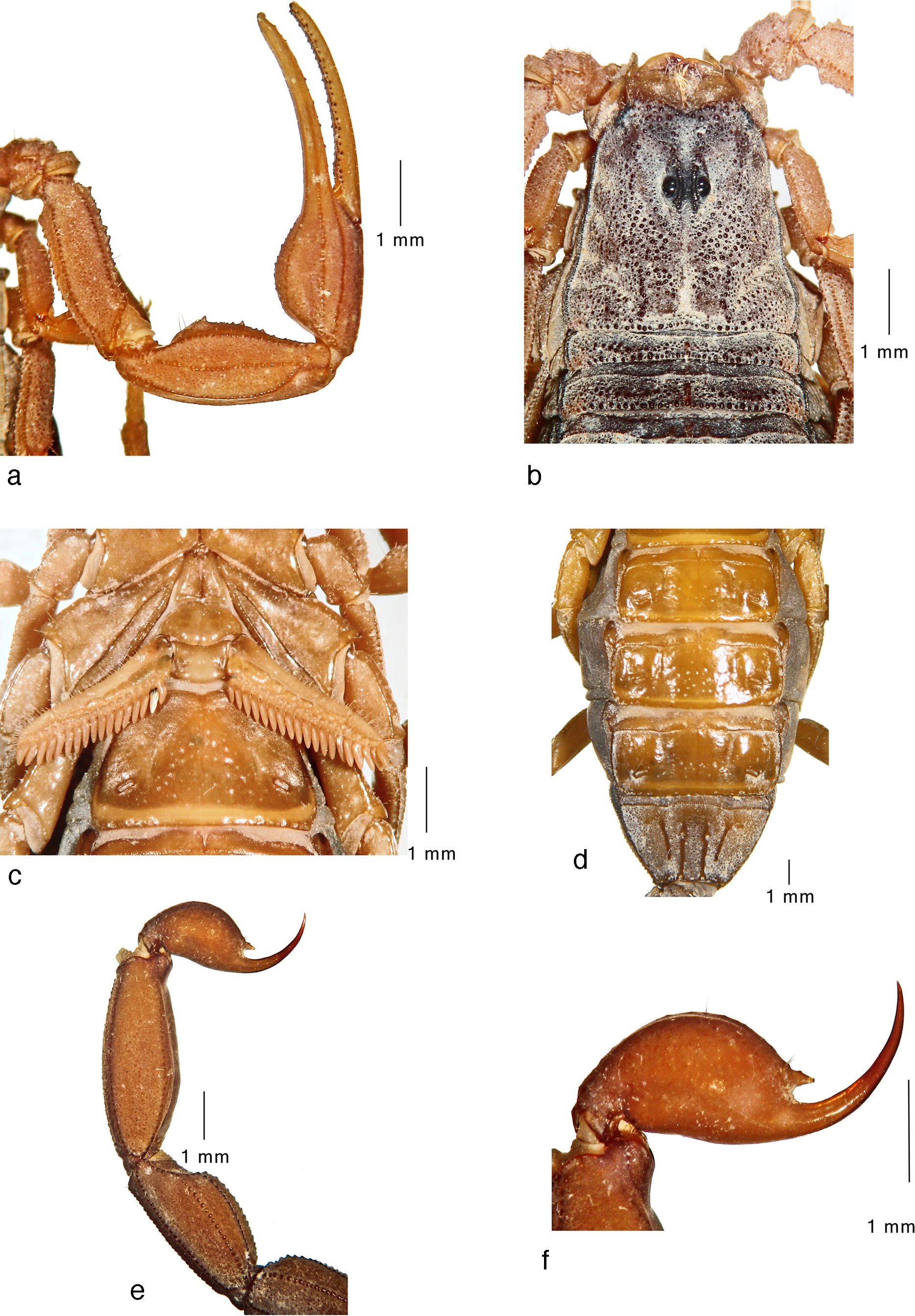 Average-sized adult female (topotype) of 
								Centruroides noxiusHoffmann, 1932: a, pedipalp, dorsal view; b, carapace and tergites I&ndash;II; c, sternopectinal region; d, sternites IV&ndash;VII; e, metasomal segments IV&ndash;V and telson, lateral view; f, telson, lateral view.
							