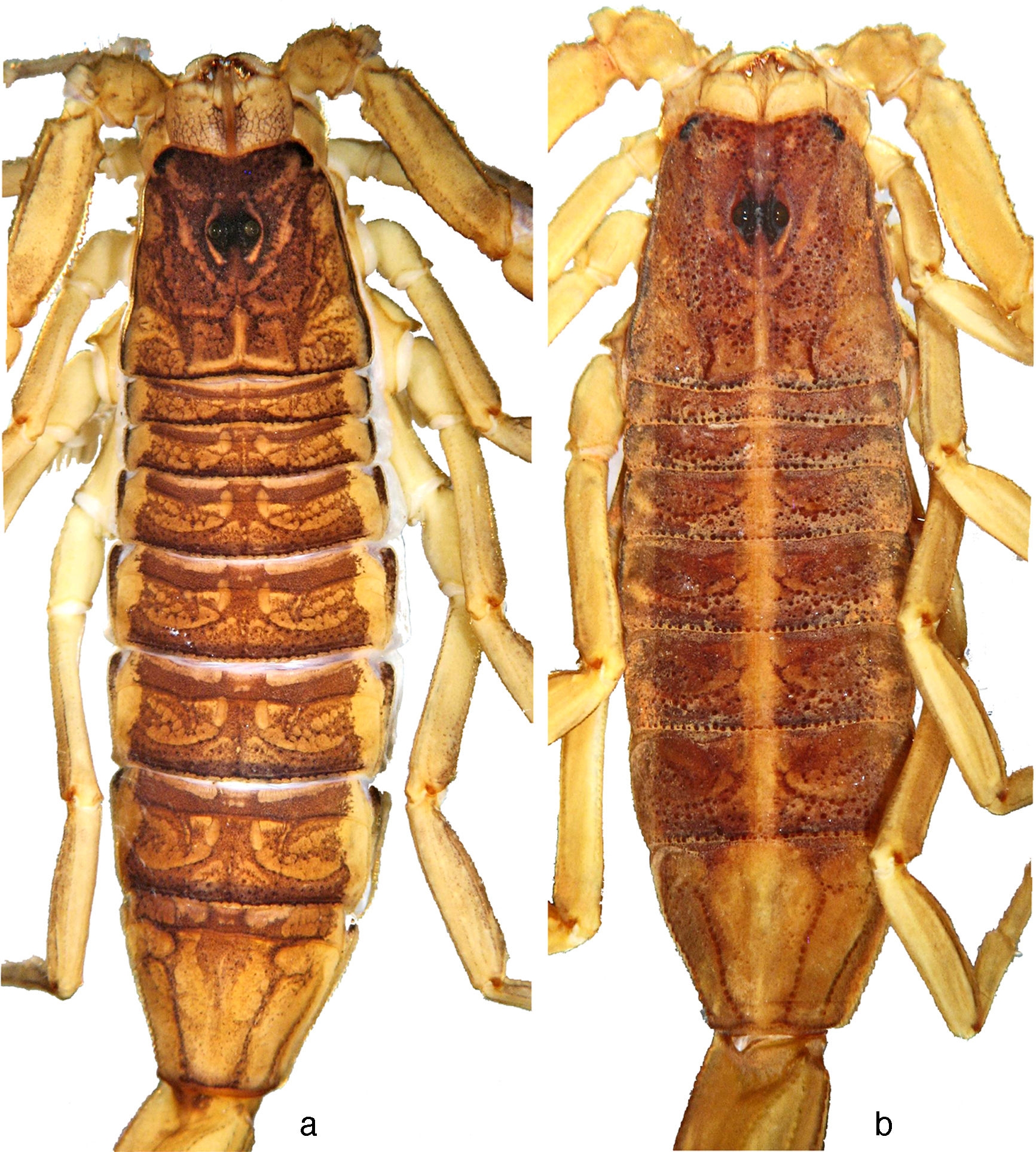 Adult male topotypes of 
								Centruroides noxius Hoffmann, 1932, dimorphic color patterns: a, confluent; b, stripped.
							