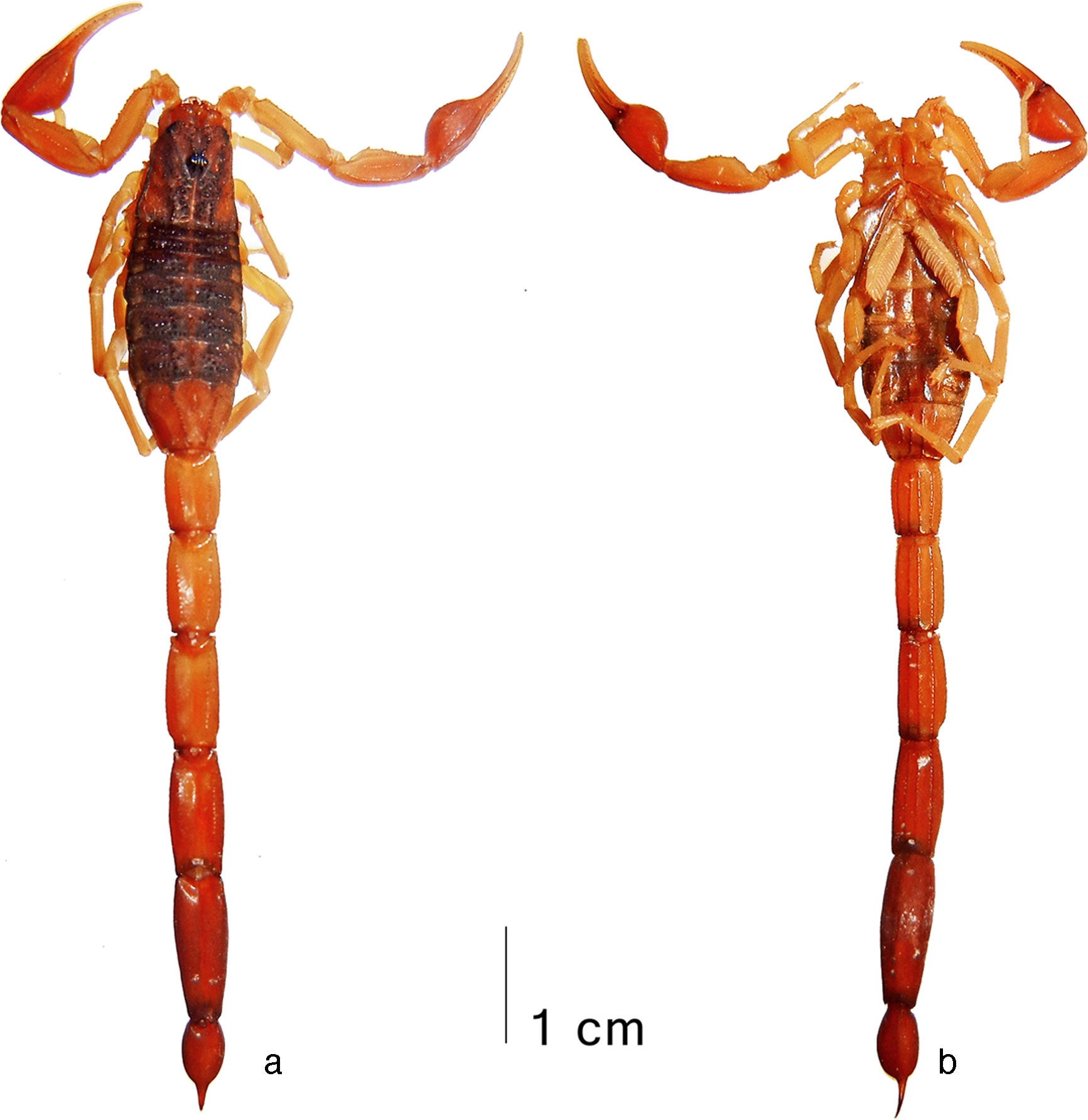 Average-sized adult male (holotype) of 
								Centruroides huichol sp. n., habitus: a, dorsal; b, ventral.
							