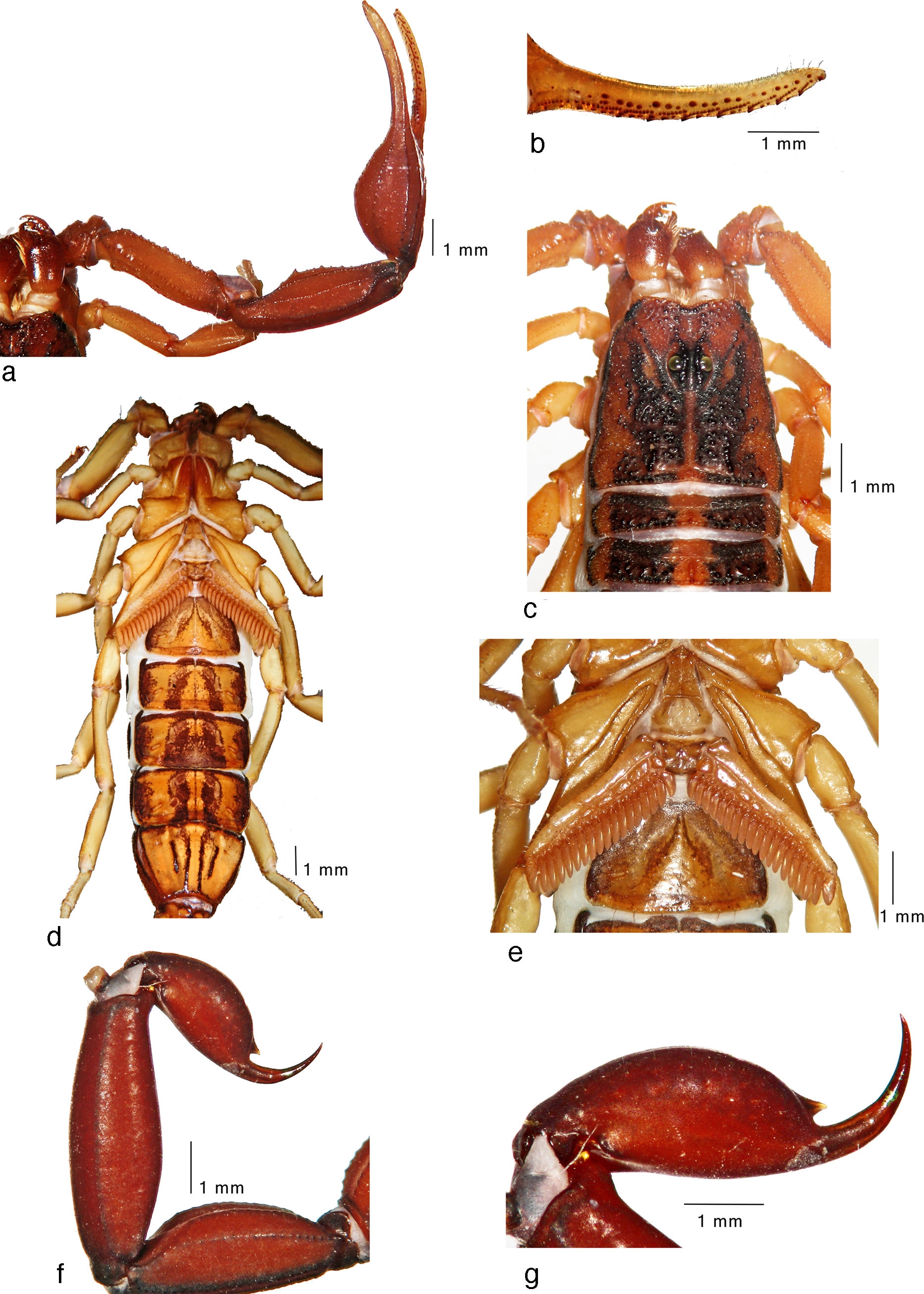 Average-sized adult male (paratype) of 
								Centruroides huichol sp. n.: a, pedipalp, dorsal view; b, fixed finger, ventral view; c, carapace and tergites I&ndash;II; d, trunk, ventral view; e, sternopectinal region; f, metasomal segments IV&ndash;V and telson, lateral view; g, telson, lateral view.
							