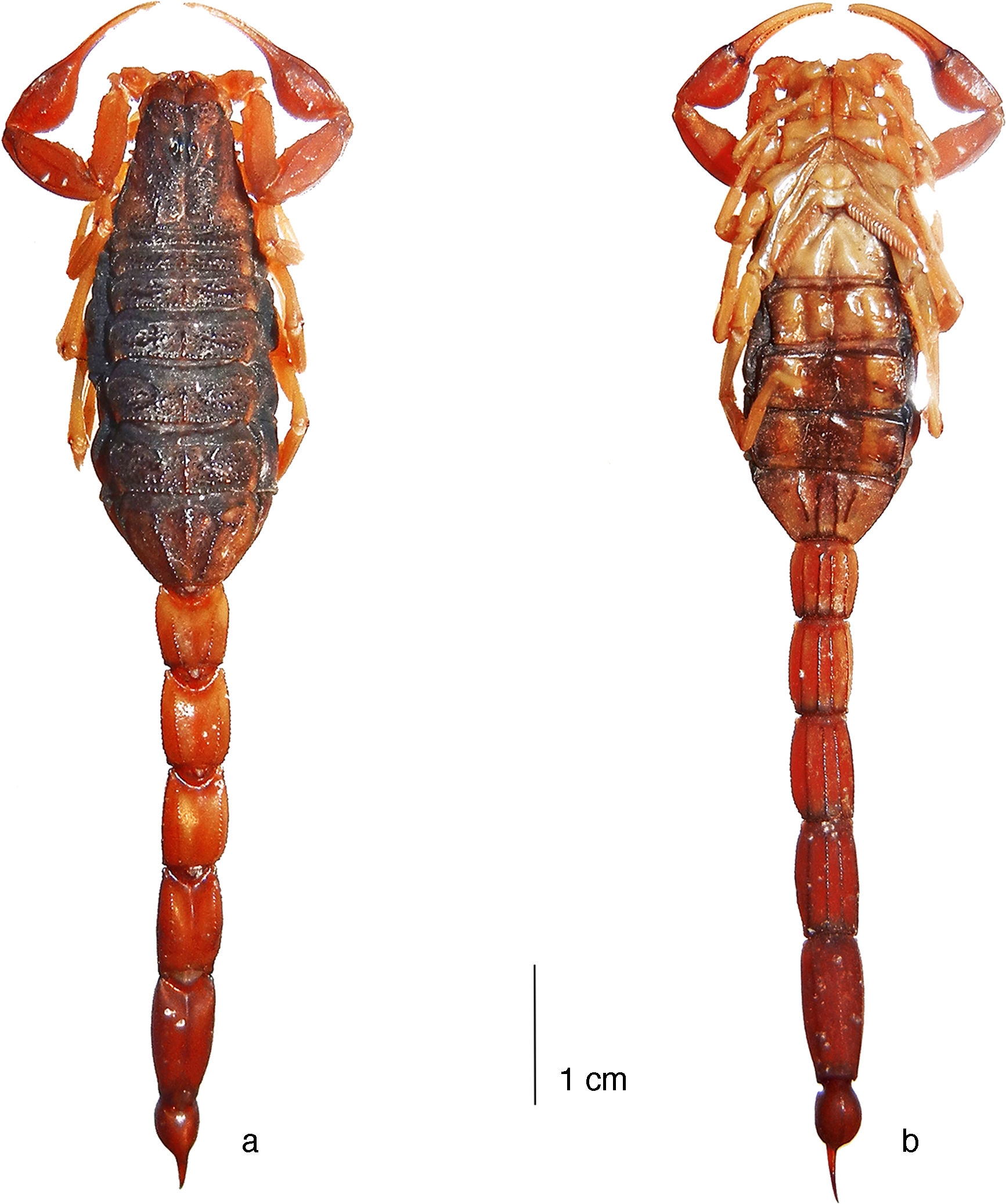 Average-sized adult female (paratype) of 
								Centruroides huichol sp. n., habitus: a, dorsal; b, ventral.
							