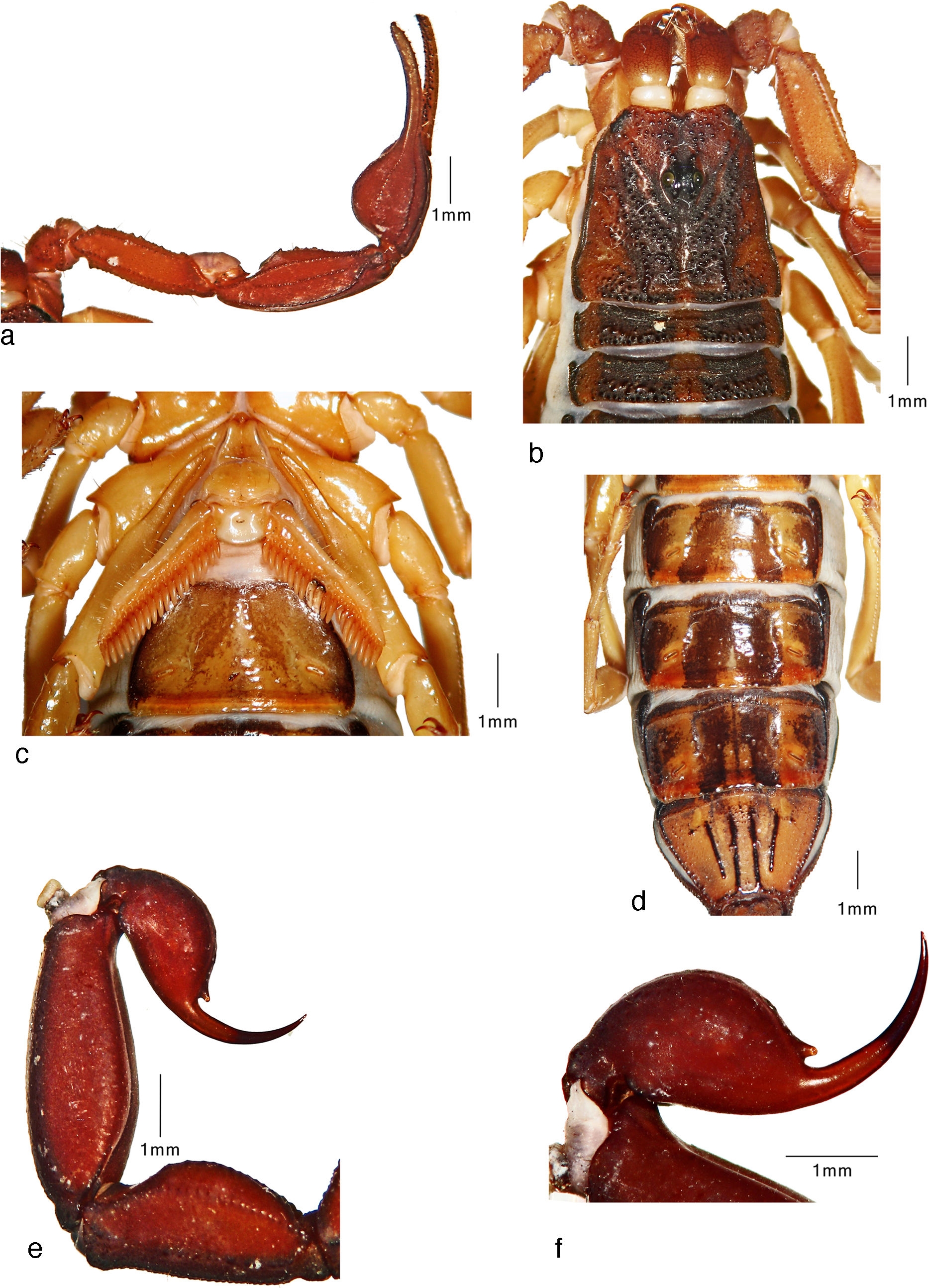 Average-sized adult female (paratype) of 
								Centruroides huichol sp. n.: a, pedipalp, dorsal view; b, carapace and tergites I&ndash;II; c, sternopectinal region; d, sternites IV&ndash;VII; e, metasomal segments IV&ndash;V and telson, lateral view; f, telson, lateral view.
							